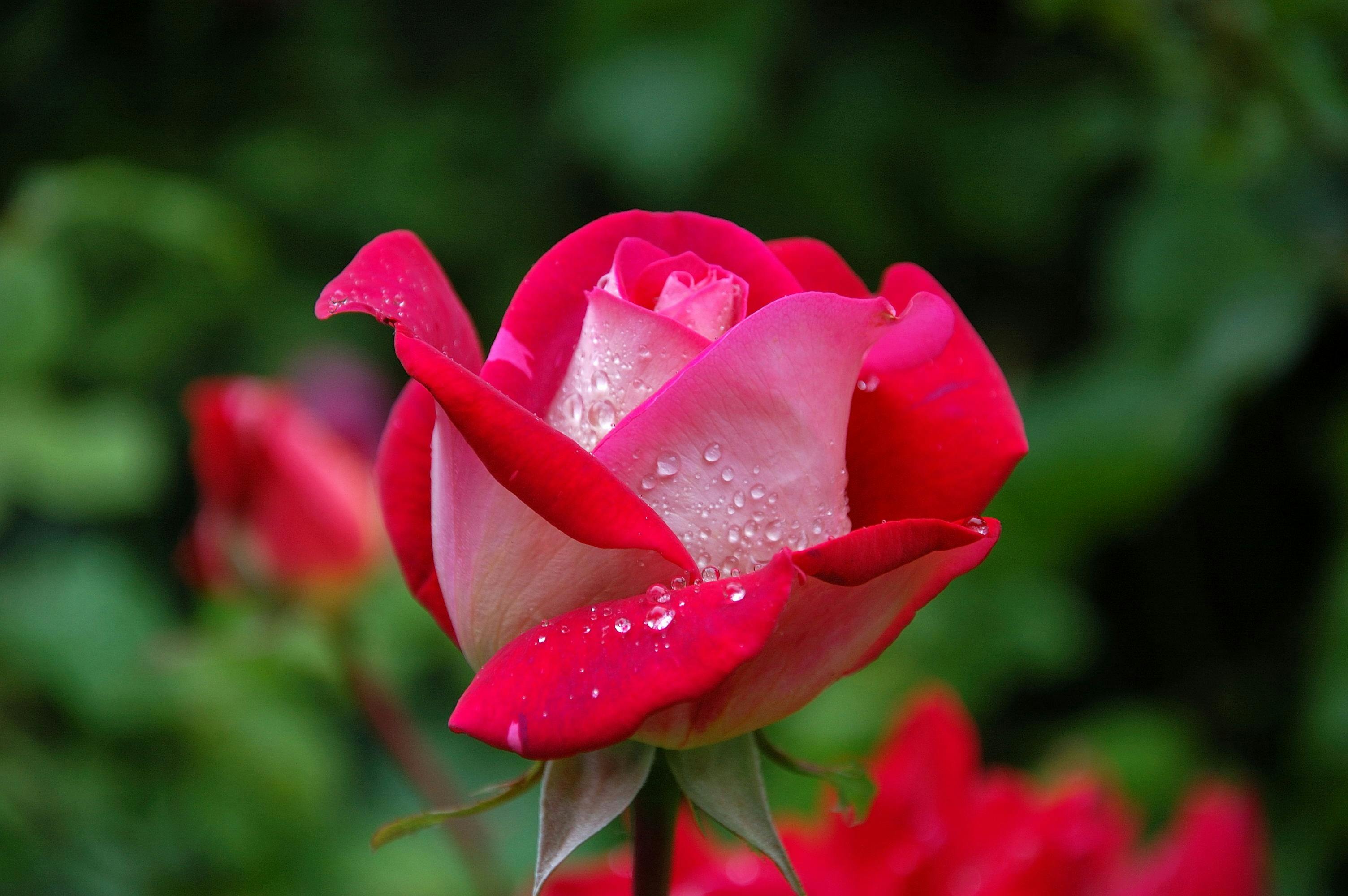 Afbeelding van Bloemen